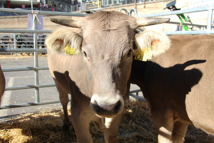 Caps de bestiar en una fira recent.