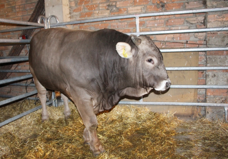 El brau Nord, semental a subhasta, ha estat adjudicat per una dita de 3.500 euros, el preu més alt pagat per un exemplar.