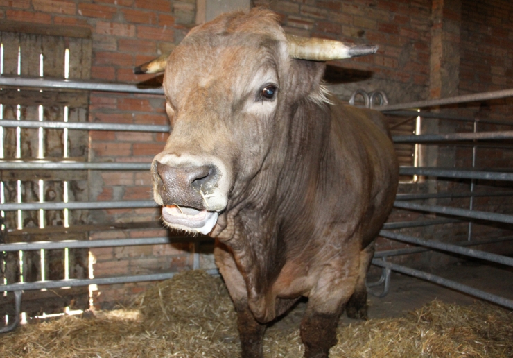 Un dels toros d'exhibició que han participat en el Concurs de mascles de raça bruna.