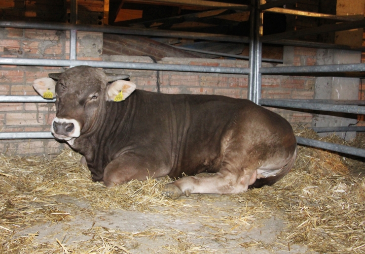 Un dels toros subhastats com a sementals.