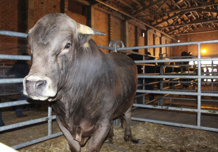 Llamp, tercer premi de la secció braus al Concurs de mascles de raça bruna.