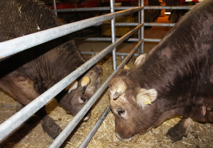 Els toros Mereig i Montmalús, tercer i segon premi, respectivament, de la categoria anolls, és a dir, de mascles joves.