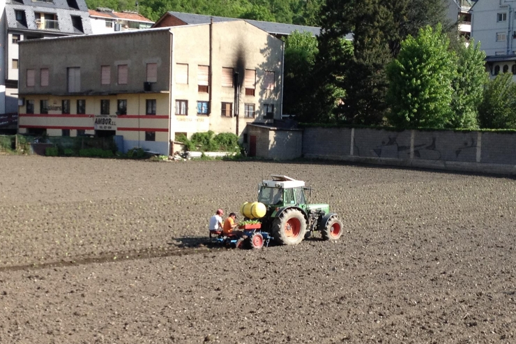 Un colliter fent tasques de plantació de tabac, en una imatge d'arxiu.