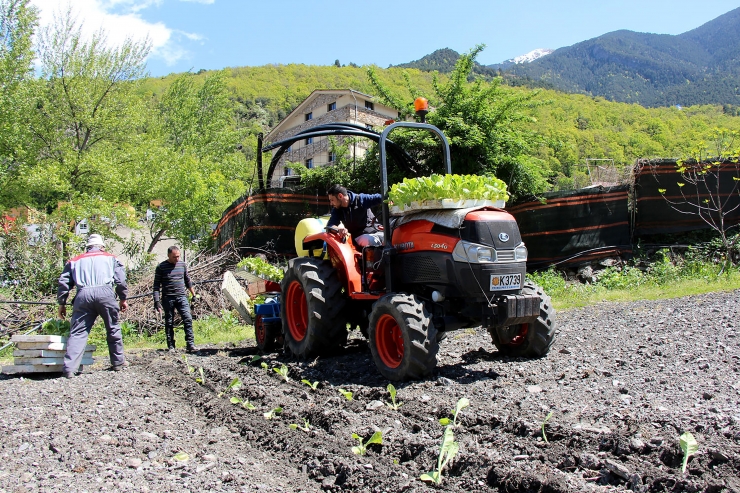 Treballs per plantar tabac.