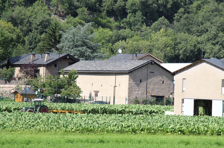 Un camp de tabac a Santa Coloma, aquest dimarts.