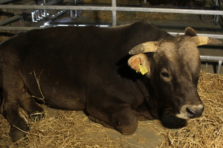 Lleó, guanyador del concurs de mascles raça bruna 2019.