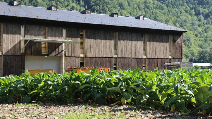 Una plantació de tabac a Santa Coloma.