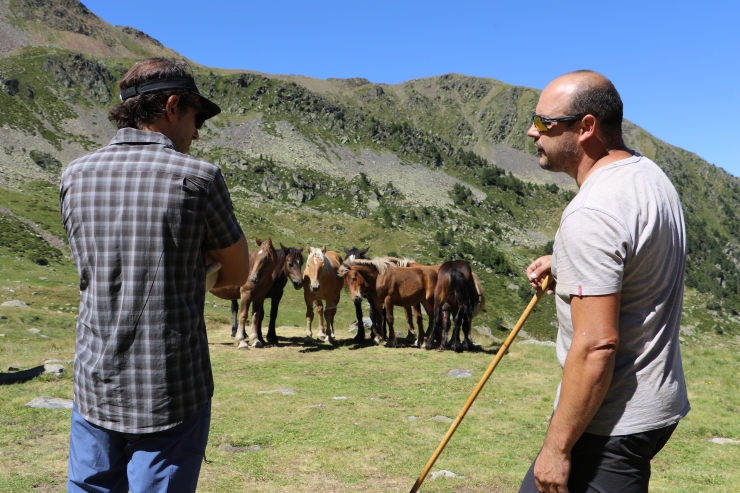 Ramaders d'Ordino.