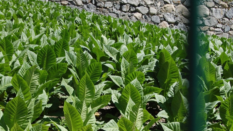 Una plantació de tabac.