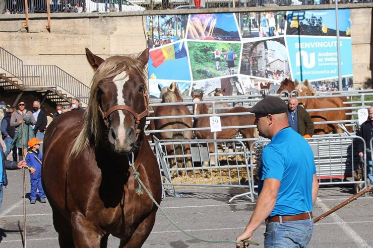 Un moment de la 42a Fira concurs del bestiar.