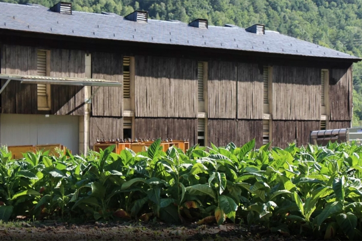 Una plantació de tabac.