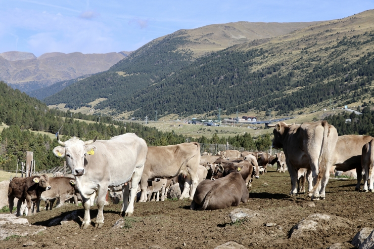Una imatge de la darrera vacada d'Encamp.