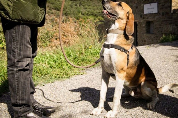 Un gos davant les instal·lacions de la gossera.
 