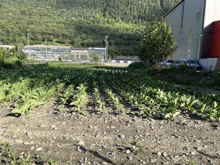 Una parcel·la amb una plantació de tabac.