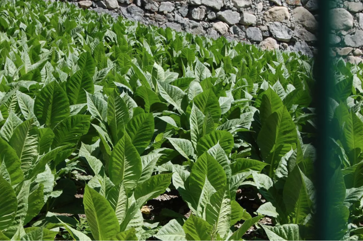 La producció de tabac augmenta un 1,7%.
