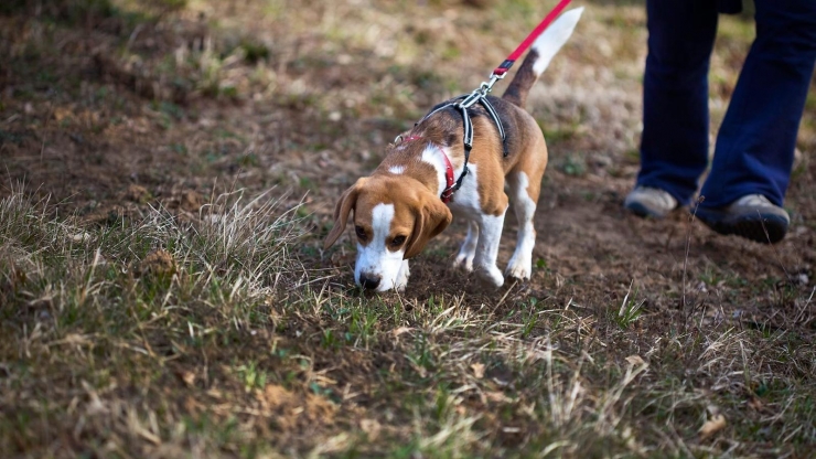 Durant el 2023, les altes al RAC van ser de 630 gats i 1.019 gossos.