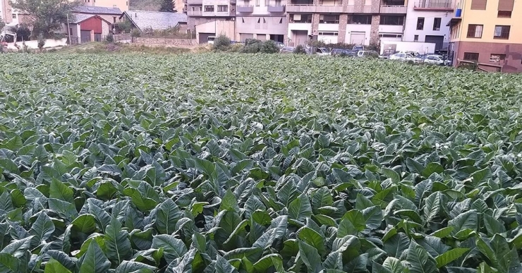 Una plantació de tabac a la capital.