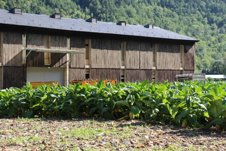 Una plantació de tabac a Andorra.