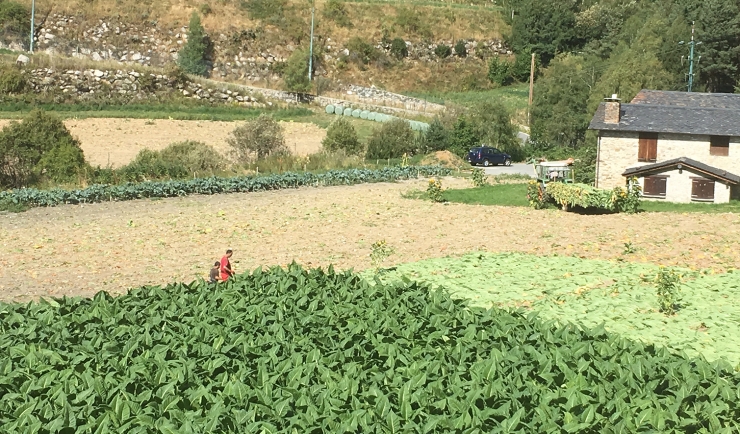 Una explotació agrícola andorrana.
