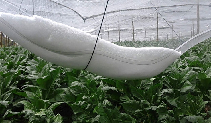 Imatge d'una plantació de tabac protegida.