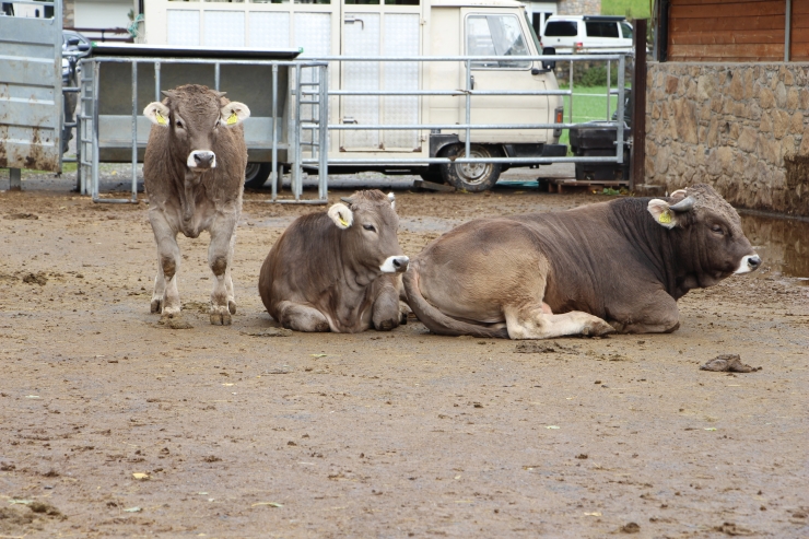 Bestiar a l'explotació ramadera d'Arans.