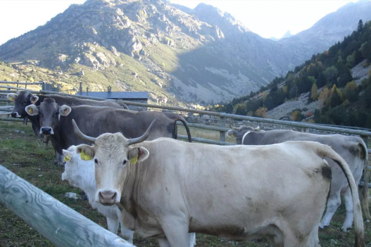 Animals en una explotació ramadera.