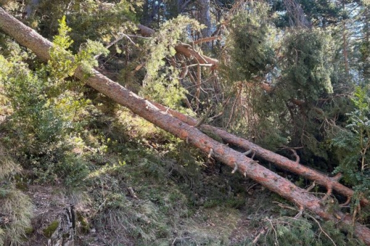 Arbres caiguts en un bosc.